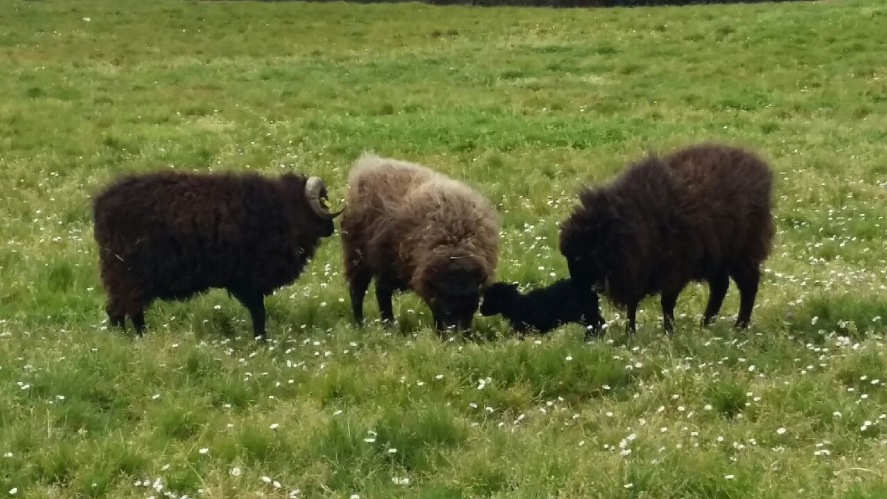 moutons agneau 2017