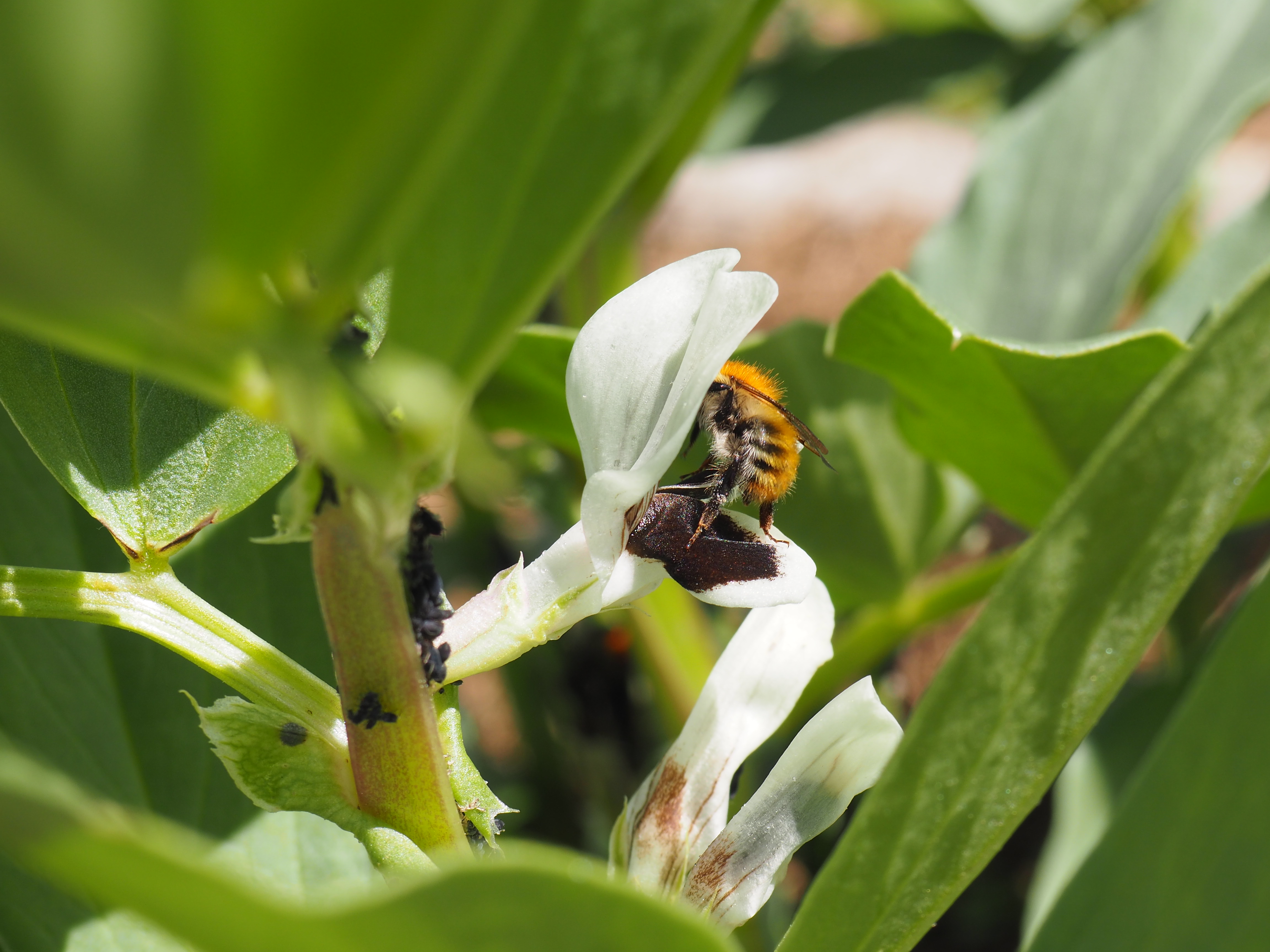 Insecte au potager 