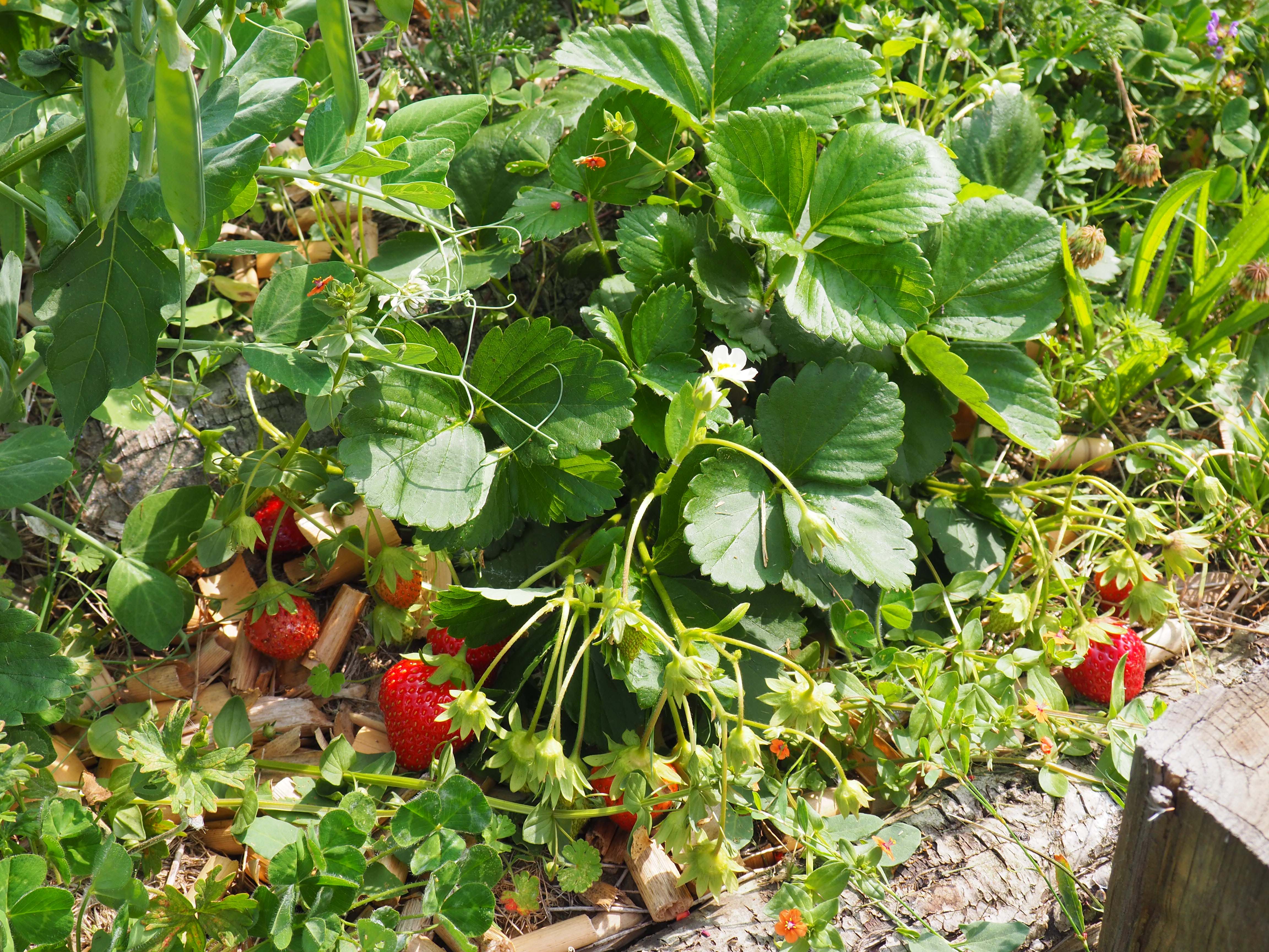 Potager fraises